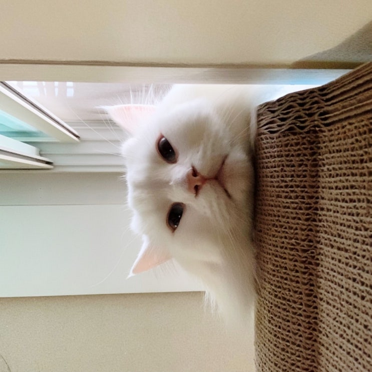  첫번째 주간일기, 바쁜 한달이 지나갔다