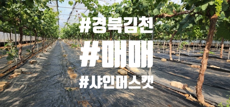 경북 김천 샤인 머스캣