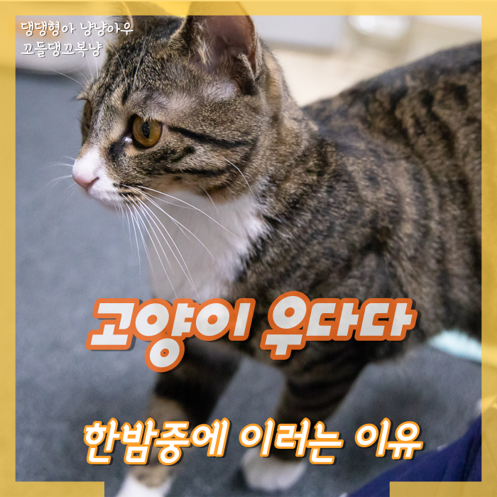  고양이 우다다 한밤중에 시끄럽게 뛰는 이유가 뭐야?