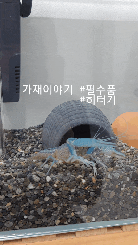  블로크로우가재키우기 #어항필수품