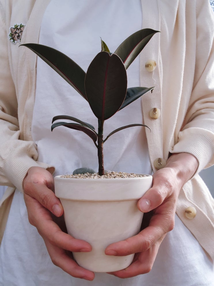 멜라니 고무나무 화분 키우기 물주기 공기정화식물 관리 방법