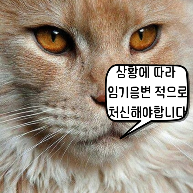 [교훈 글귀] 새