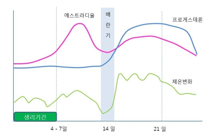  생리주기 다이어트 효과와 운동, 에스트로겐 estrogen, estradiol, progesterone