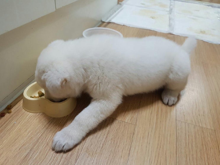  새끼강아지밥 어떻게 주어야 할까요??