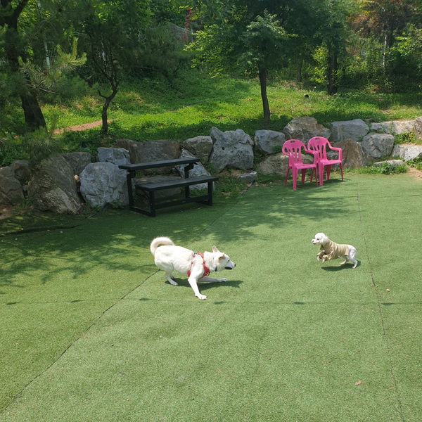 강아지를 좋아하는 반려견의 인천개공원 방문