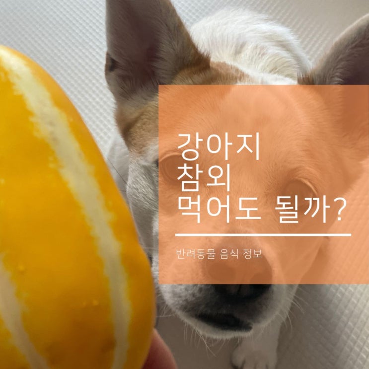  강아지 과일 참외 씨와 껍질까지 먹어도 될까?