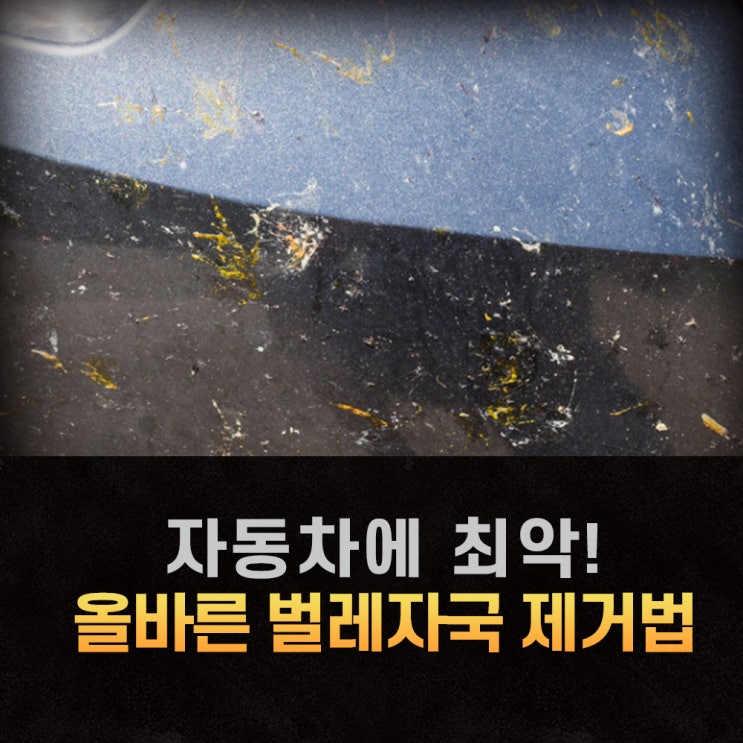  여름철 자동차에 최악인 물티슈로 앞 범퍼 벌레 자국 제거 올바른 사용법은?