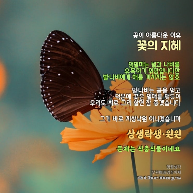  아름다운 꽃의 지혜와 유혹당하는 삶의 문제