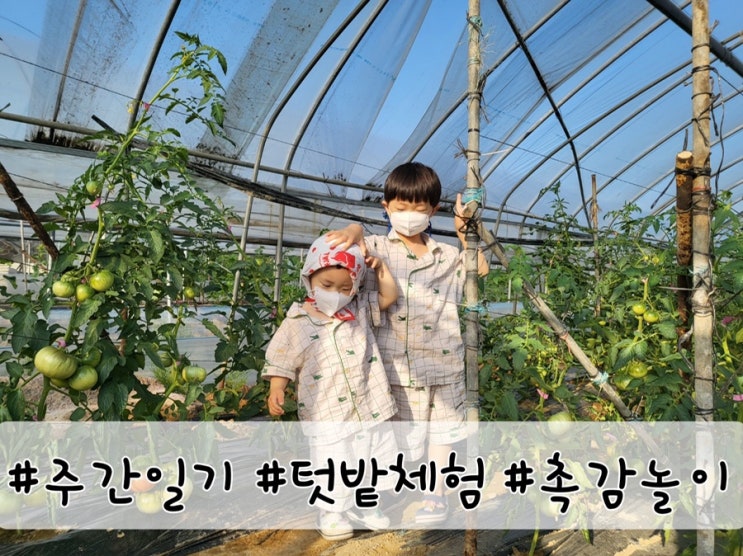  [블챌] 주간일기 6월 2주 : 주말농장 가꾸기는 즐거워! feat.조카둥이