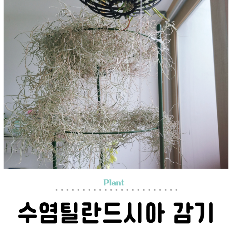  행잉플랜트 수염틸란드시아 공중식물 키우기