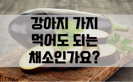  강아지 가지 먹어도 되는 채소일까요?