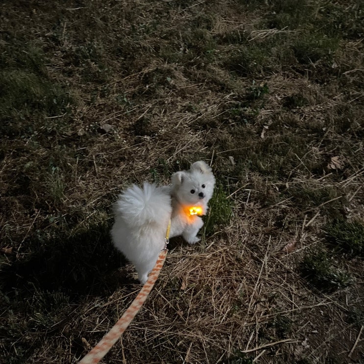  감쟈일기 2