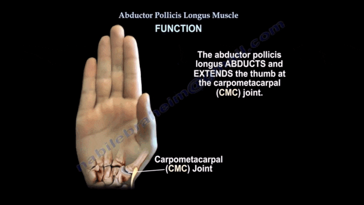 Abductor Pollicis Longus(긴 엄지 벌림근) / 손목건초염 발생원인 2편