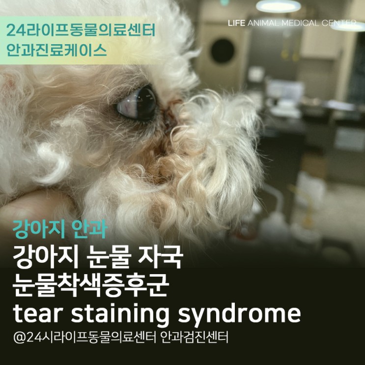 대구 강아지 안과 동물병원 : 강아지 눈물자국 고민, 강아지 눈물자국 해결하기 / 눈물 착색 증후군