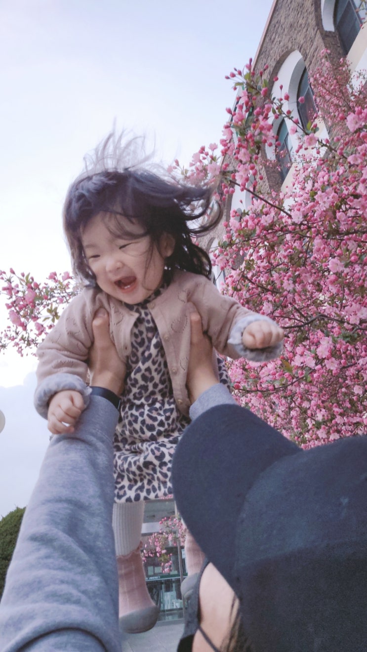  0412 평택대 벚꽃 나들이