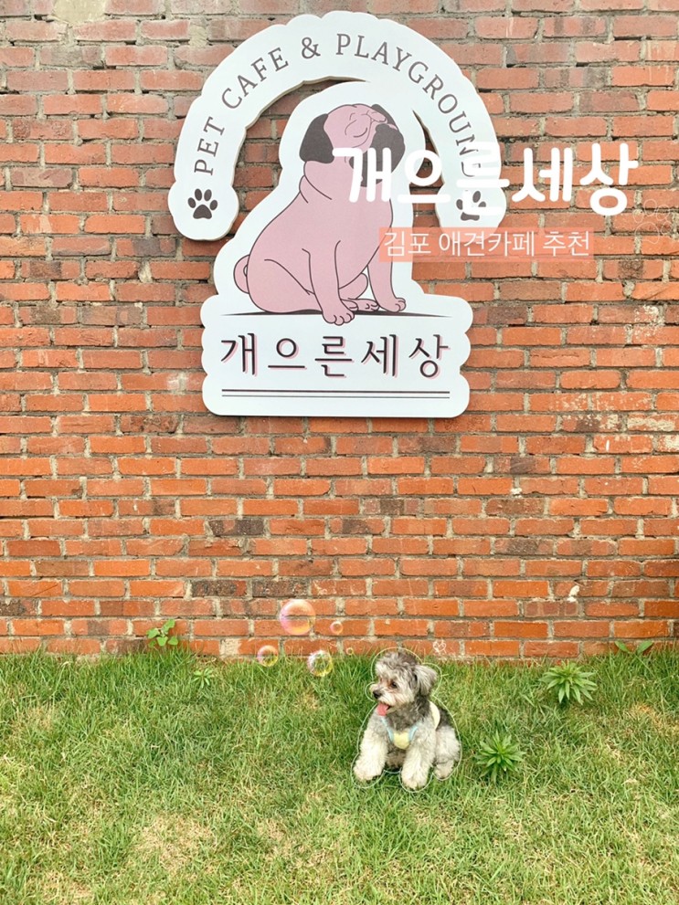 김포 애견카페 넓은 운동장이 있는 개으른세상, 내돈내산 후기