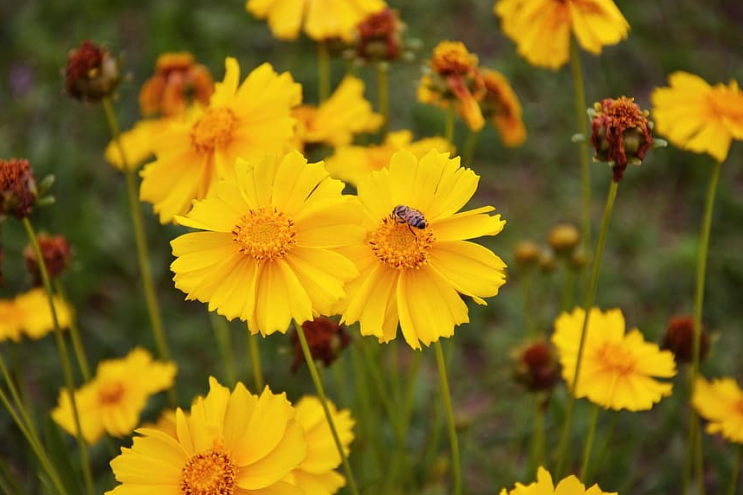 여름꽃 금계국 예쁜 꽃말 키우기 쉬운 꽃
