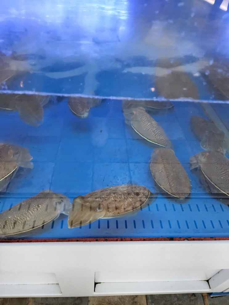  신선했던 제주시 회 맛집 : 노형수산시장