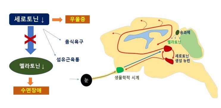  운동과 서파수면, 렘수면과 논렘수면,생체시계, 일주기리듬(circadian rhythm)