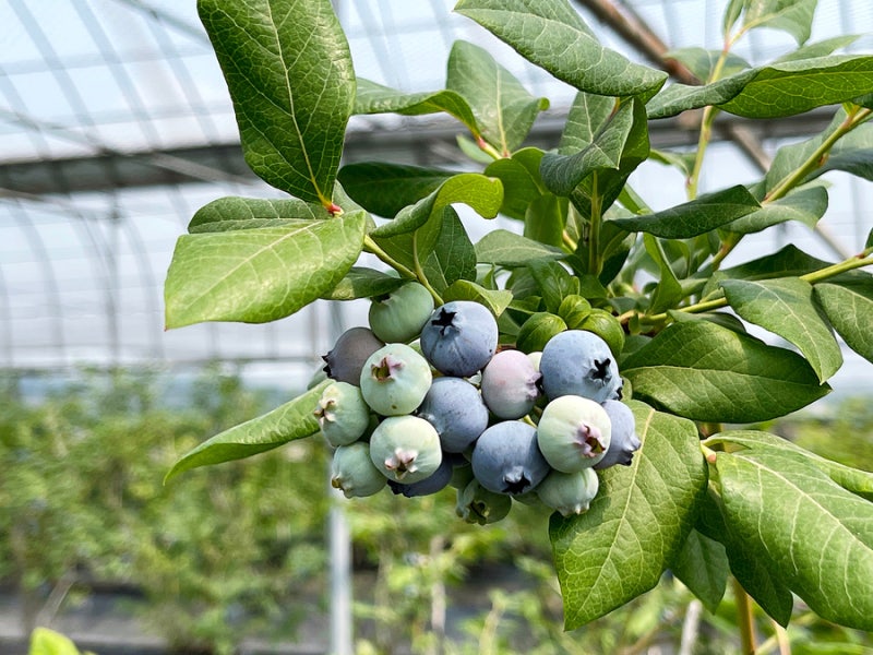 경기 평택시에 있는 케비농장 피트모스 출고 블루베리토 블루베리농장 블루베리키우기