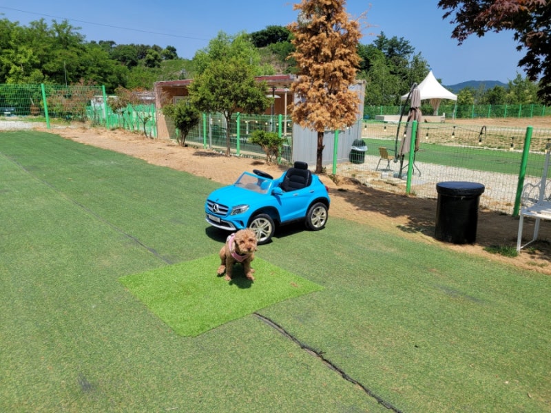 젠틀독