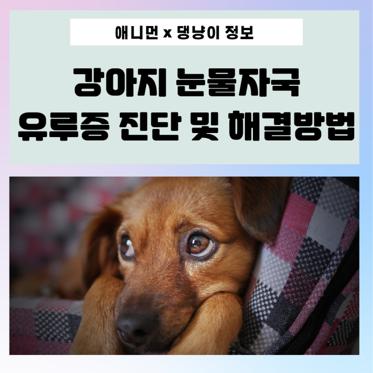 [댕냥이 정보] 강아지 눈물자국 왜 그런 걸까? 유루증 해결 방법