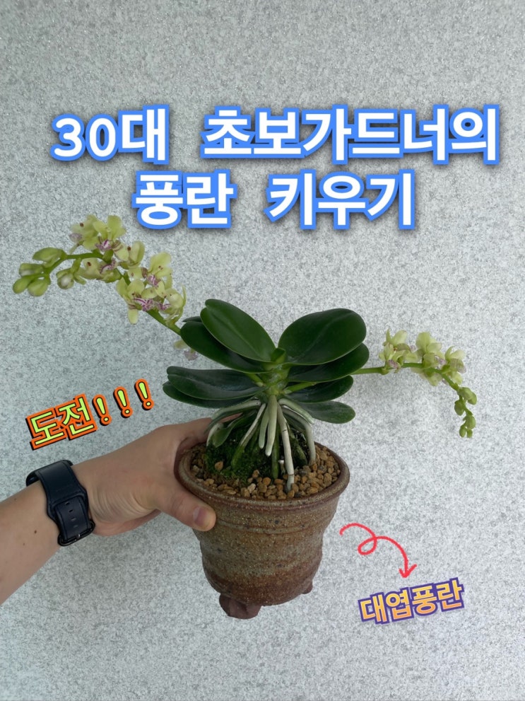 30대 초보가드너의 풍란키우기 도전기(feat. 종로꽃시장&대엽&호접란)