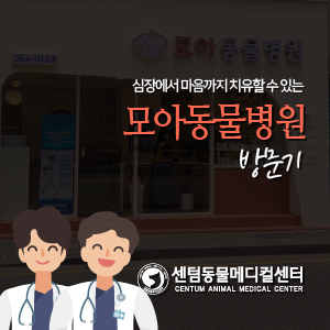 심장에서 마음까지 치유하고픈, 모아동물병원 방문기 (부산 사하구 장림 동물병원)