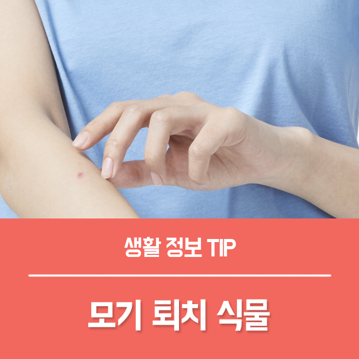  모기퇴치식물 6가지 ,  모기 안물리는법 방충망 보수하기