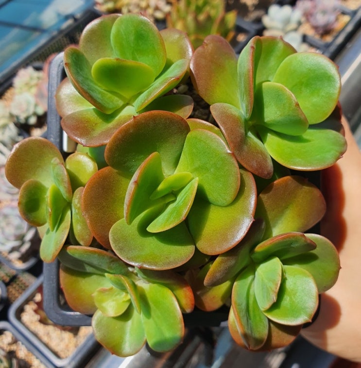  홍매화