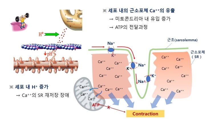  지연성근통증(DOMS)의 원인과 대처, 반복바우트효과와 운동유발성무통증효과(exercise-induced analgesia)