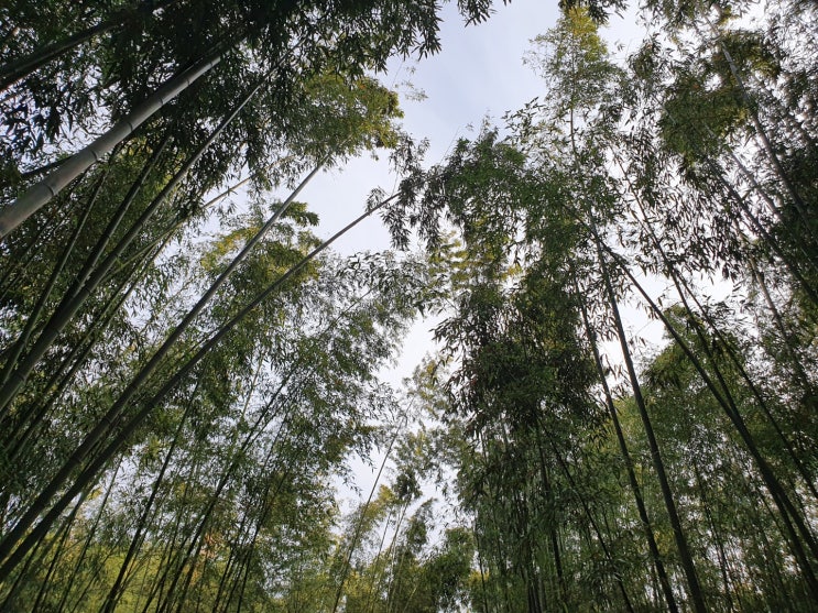 울산 태화강국가정원 둘러보기 그리고 울창한 대나무숲 걷기