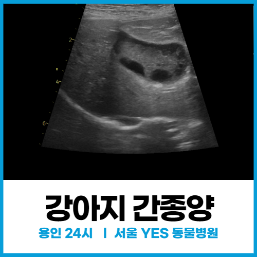  [외과] 분당 강아지 간종양, 강아지 담낭제거 수술 (용인 동물병원)