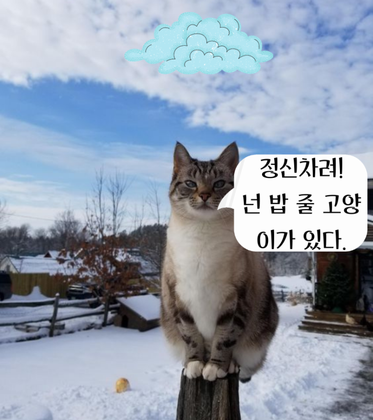  [감성 글귀] 길고양이는 늘 배고파