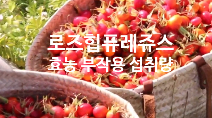  로즈힙 퓨레 쥬스 분말 효능 영양성분 부작용 하루 섭취 권장량