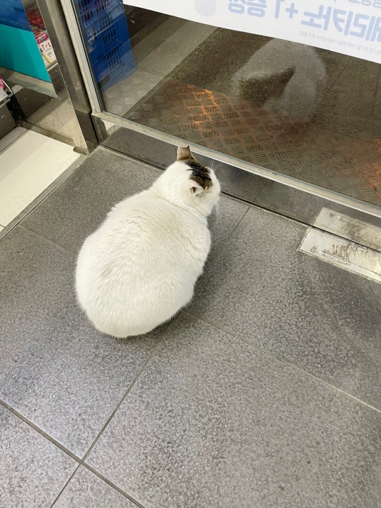  집 앞 편의점 고양이 :)