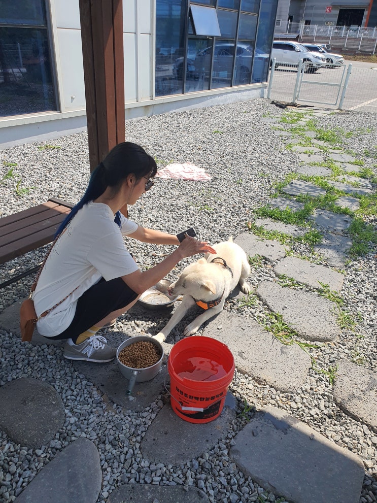  오랜만에 진돌이랑 놀아주기 (산책/죽은털제거/애견브러쉬/뼈다귀)