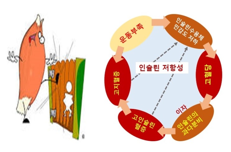  허벅지근육과 인슐린저항성 insulin resistance, AMPK, GLUT4, 인슐린수용체