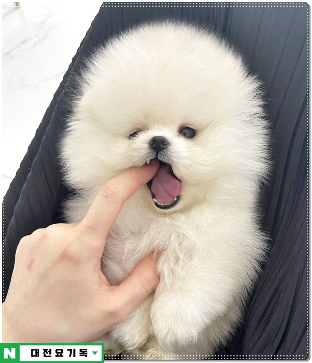  세종포메라니안분양 행복한 반려생활을 시작하세요
