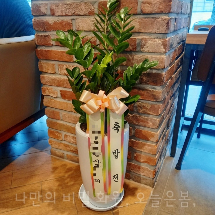  오늘은봄 대구화분배달 동구 서호동 동호동 신기동 꽃집 당일전국꽃배달 금전수 돈나무 키우시쉬운식물 대구개업화분