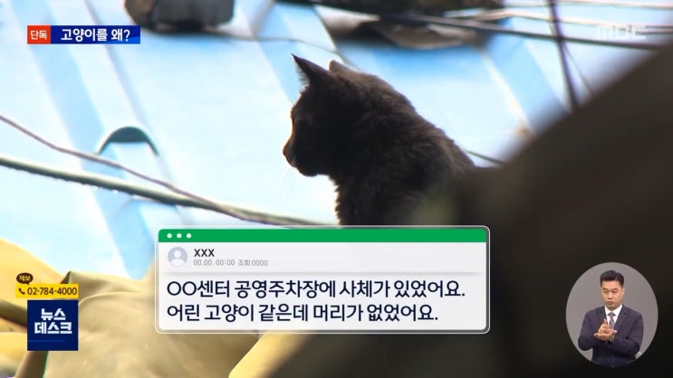 금천구 시흥3동 목 없는 고양이 사체 잇따라 발견 수사 캣맘 혐오 금천구 시흥3동 목 없는 고양이 사체 잇따라 발견 수사 캣맘 혐오