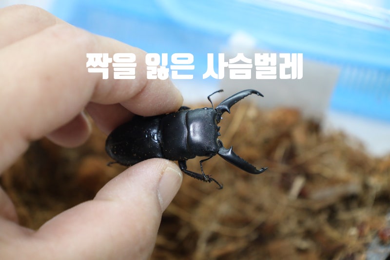넓적사슴벌레 수명이 다한 암컷의 죽음 홀로남은 수컷
