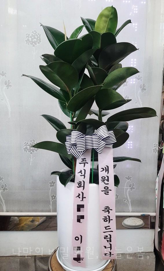  오늘은봄 대구화분배달 동구 상매동 각산동 신서동 꽃집 당일전국꽃배달 인도고무나무 대구개업화분 공기정화식물 개원선물