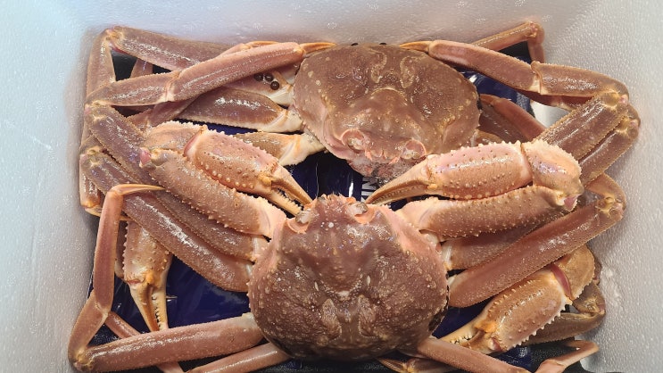 러시아 대게 대란에 탑승. 대게 찌는 방법. 다리 편하게 먹는 방법. 러시아 대게 대란에 탑승. 대게 찌는 방법. 다리 편하게 먹는 방법.