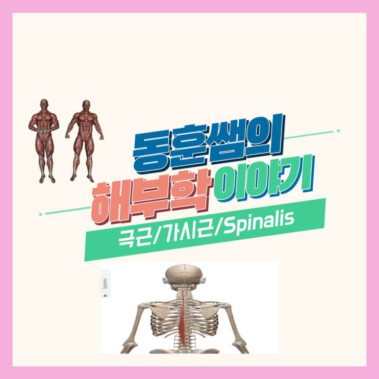 척주기립근 : 극근 / 가시근 / Spinalis (두극근, 경극근, 흉극근)