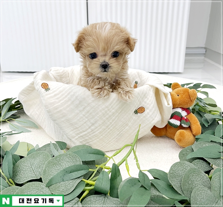  익산강아지분양 전주크림푸들분양 군산애견샵