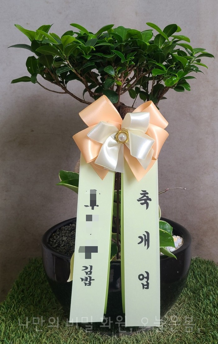  오늘은봄 대구화분배달 동구 율하동 용계동 율암동 꽃집 당일전국꽃배달 인삼팬더 대구꽃배달 관리쉬운식물 분재 개업화분