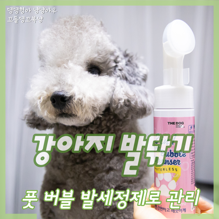  강아지 발닦기, 산책 후 버블 발세정제로 관리하기