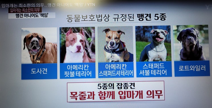  애완견 강아지 똥 배설물 그리고 맹견 입마개 기준과 위반시 과태료