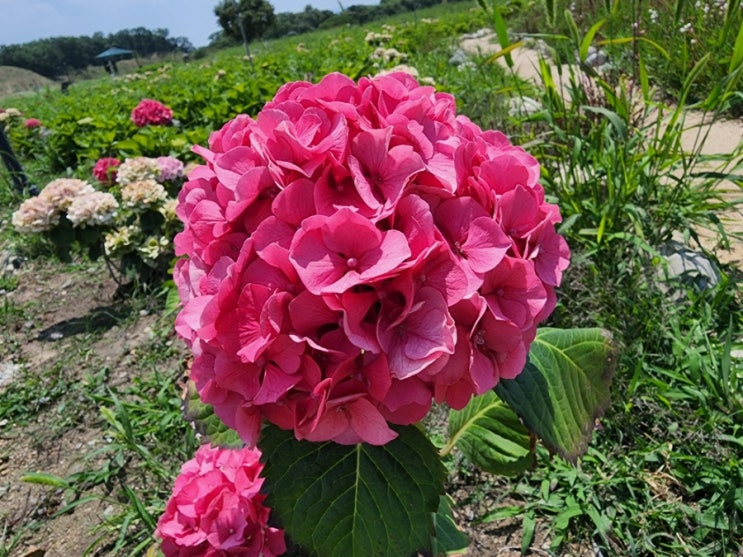  경주꽃구경 6월 첨성대 수국 꽃밭 실시간상황